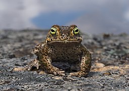 broască de nisip (Epidalea calamita)