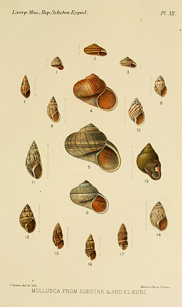 File:Natural History of Sokotra and Abd-el-Kuri, Plate XII.jpg