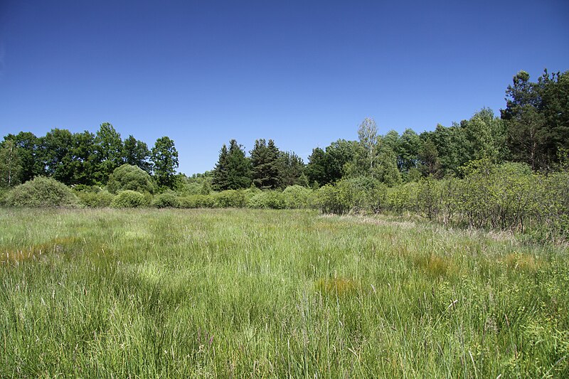 File:Natural monument Lhota u Dynina in 2011 (11).JPG