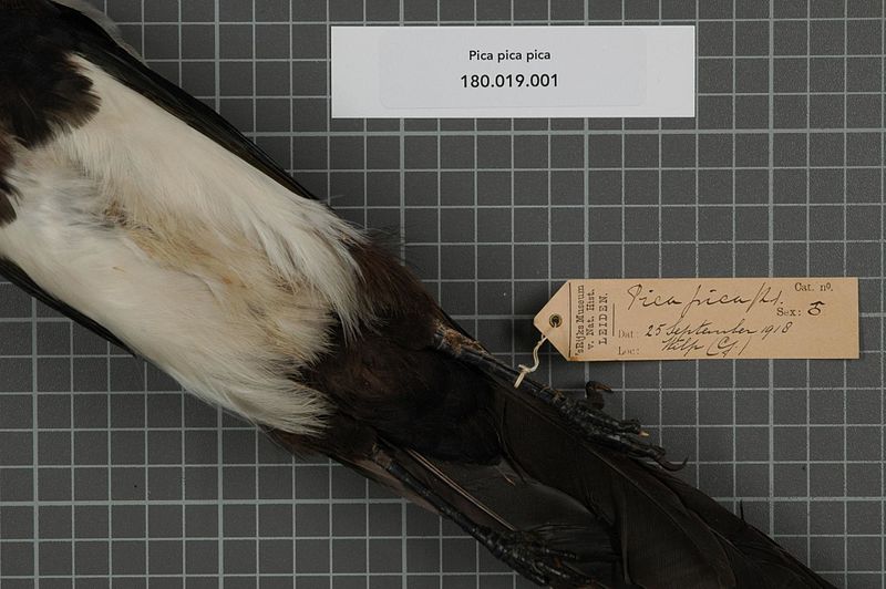 File:Naturalis Biodiversity Center - RMNH.AVES.140329 1 - Pica pica pica (Linnaeus, 1758) - Corvidae - bird skin specimen.jpeg