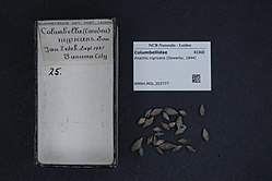 Naturalis Biodiversity Center - RMNH.MOL.203777 - Anachis nigricans (Sowerby, 1844) - Columbellidae - Mollusc shell.jpeg