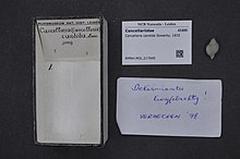 Център за биоразнообразие Naturalis - RMNH.MOL.217945 - Cancellaria candida Sowerby, 1832 - Cancellariidae - Shell на мекотелите.jpeg