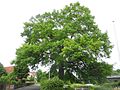 image=https://commons.wikimedia.org/wiki/File:Naturdenkmal_Landkreis_Kassel_6.33.463_2017-06-10_d.JPG