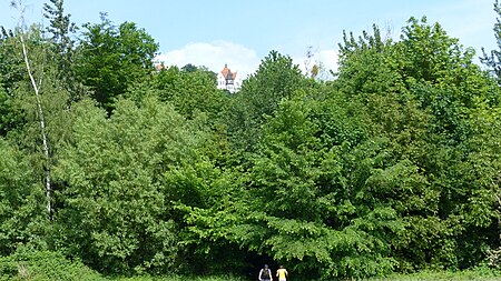 Naturdenkmal Pappelwäldchen Loschwitz 14