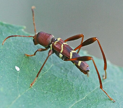 Neoclytus acuminatus