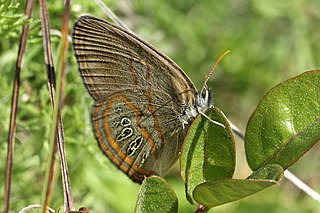 <i>Neonympha areolatus</i> Species of butterfly