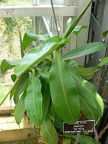 Nepenthes Ted Payne.jpg