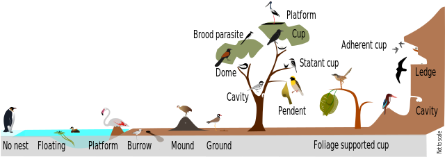 Bird nest - Wikiwand
