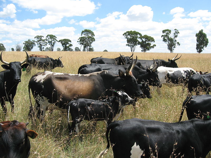 File:Nguni cattle.jpg