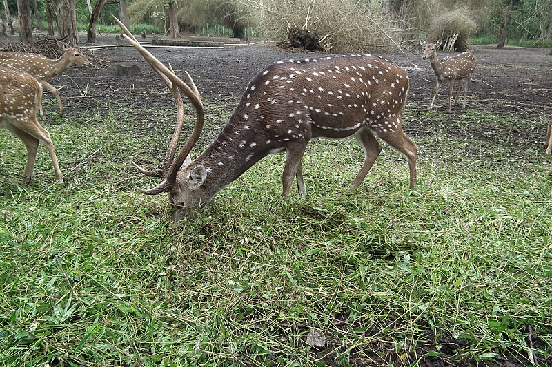 File:Nisargadhama deer park 6611.JPG