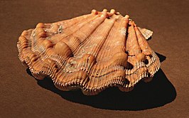 Nodipecten subnodosus