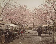 Noge Yama Cherry Blossoms by Tamamura Kozaburo, Honolulu Museum of Art.JPG