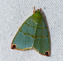 Nolid Moth (Paracrama dulcissima) (15859012366).jpg