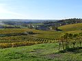 Français : Vignoble près de Nonaville, Charente, France