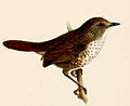 Novitates Zoologicae1910PlateVII Spelaeornis oatesi.jpg