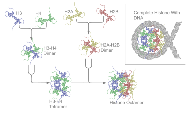 histone protein structure