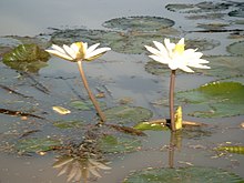 Nymphaea lotus Bild0941.jpg