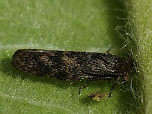 Ochsenheimeria vacculella - Cereal stem moth - Steblevaia mol' khlebnaia (27487308388).jpg