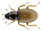 Ochthebius meridionalis