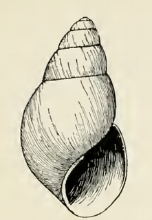 <i>Odostomia hagemeisteri</i> Species of gastropod