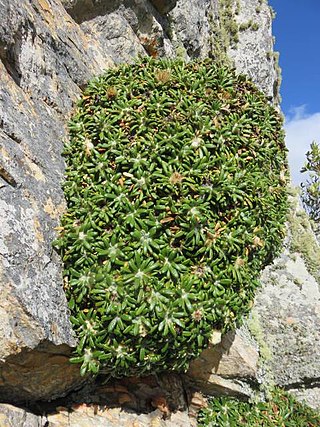 <i>Oldenburgia paradoxa</i> Species of flowering plant