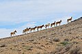 Commons:Picture of the Year/2014/R1/v/Onagers Negev Mountains 1.jpg