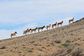 Persian onagers in the Negev Mountains