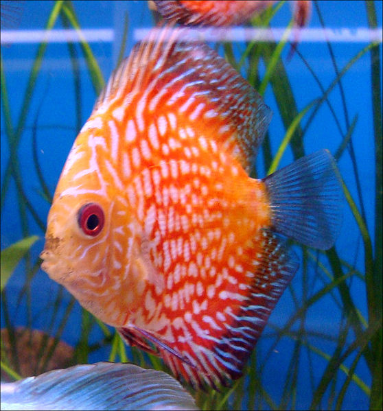 File:Orange Pigeon Blood Discus.jpg