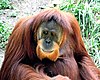 Pongo abelii Orangutan 01.jpg