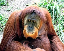 Sumatra-Orang-Utan