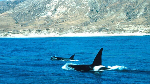 Orcas near Santa Rosa Island