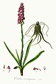 Gymnadenia conopsea (as syn. Orchis conopsea) plate 529 in: Flora Batava (Orchidaceae), vol. 7, (1836)