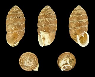 <i>Orcula dolium</i> Species of gastropod