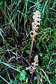 Orobanche hederae