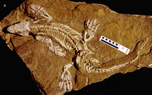 Holotype du Diadectidae Orobates pabsti découvert dans la carrière de Bromacker.