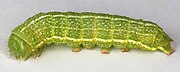 Larva Orthosia incerta, Clouded Drab, North Wales, June 2017 (35305187436).jpg