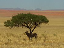 Oryx a MamibRand természetvédelmi területen