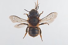 Osmia aurulenta.jpg