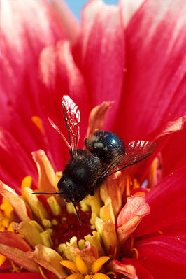 Osmia lignaria