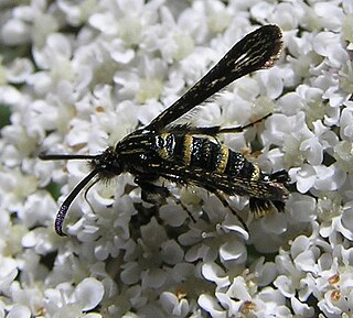 <i>Osminia</i> genus of insects
