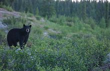 Ours noir : taille, description, biotope, habitat, reproduction