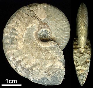 <span class="mw-page-title-main">Oppeliidae</span> Extinct family of molluscs