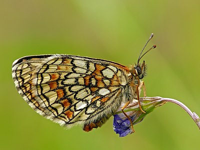 The Heath Fritillary (Melitaea athalia)