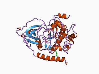 <span class="mw-page-title-main">Protein kinase domain</span>