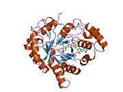 1s1r: Crystal structures of prostaglandin D2 11-ketoreductase (AKR1C3) in complex with the non-steroidal anti-inflammatory drugs flufenamic acid and indomethacin