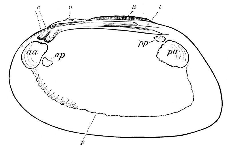 File:PSM V07 D590 Right valve of a fresh water mussel.jpg