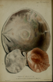 Plate Mollusca I "Placenta Lincolnii, Hemipecten Forbesianus"