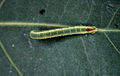 Pachysphinx occidentalis larva.jpg