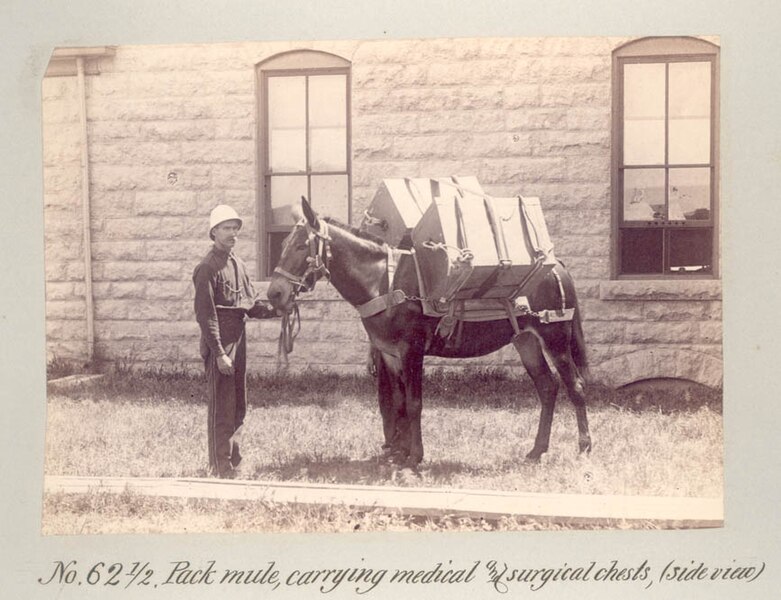 File:Pack mule carrying supplies (CP 2533), National Museum of Health and Medicine (310559821).jpg