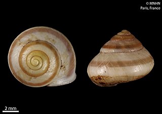 <i>Palaeohelicina</i> Genus of gastropods